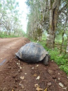 Tortuga gigante de Galápagos: el reptil más longevo del planeta
