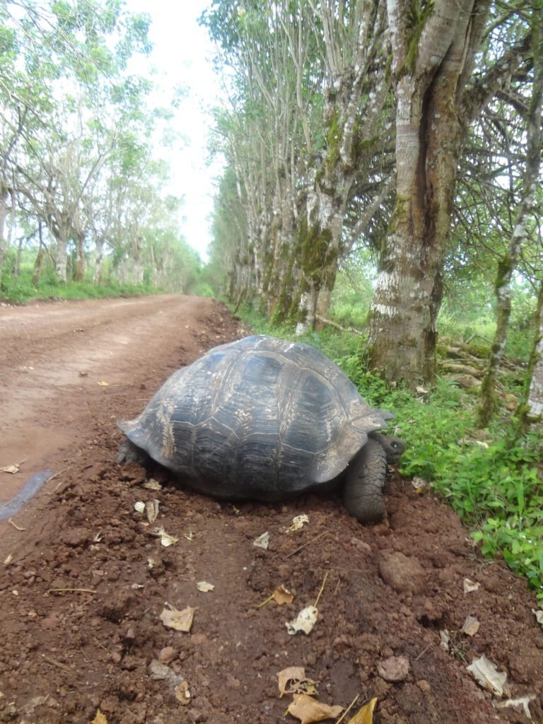 Tortuga gigante de Galápagos