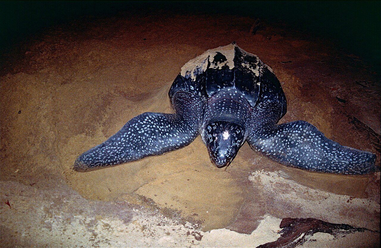 Tortuga laúd (Dermochelys coriacea)