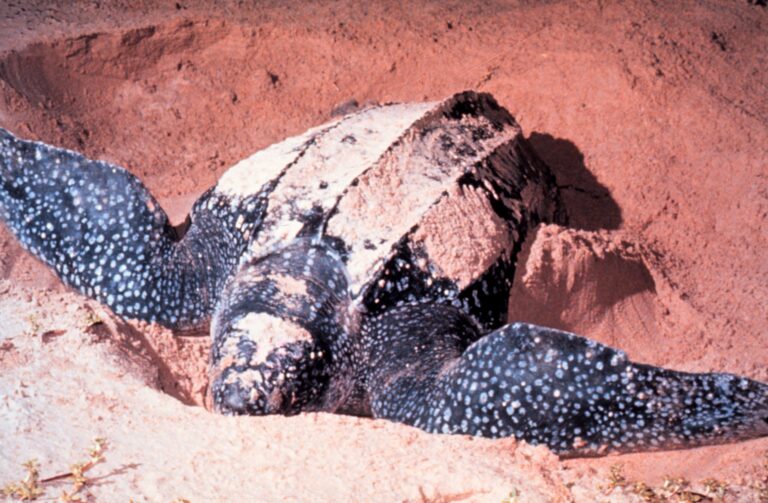 Tortuga laúd