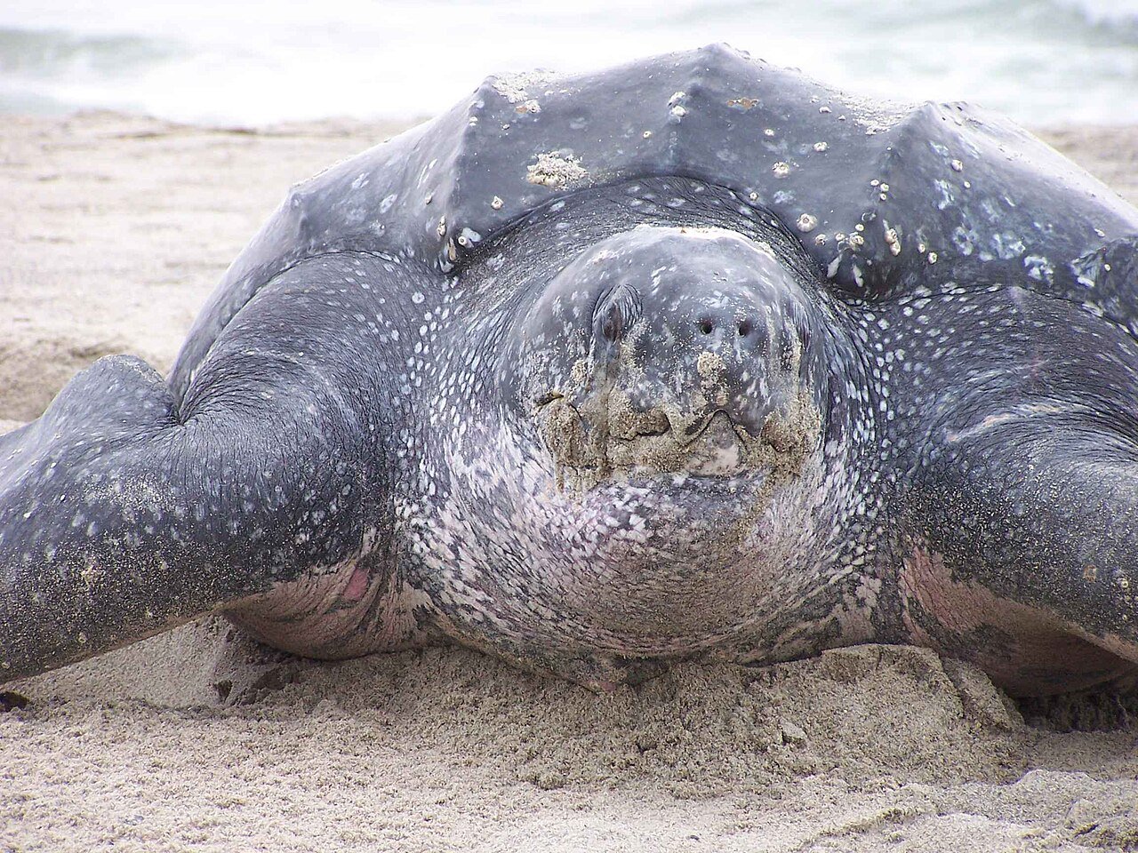 Tortuga Marina (Dermochelys coriacea)
