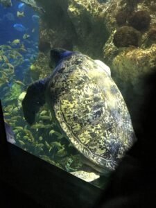 Tortuga Marina: características, hábitat y curiosidades de los navegantes del océano