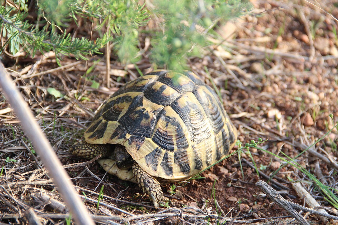 Tortuga mediterránea (Testudo hermanni)