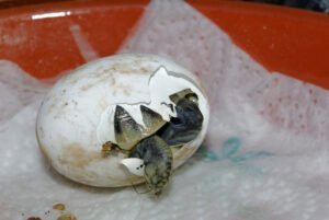 Tortuga mediterránea: características, hábitat y curiosidades