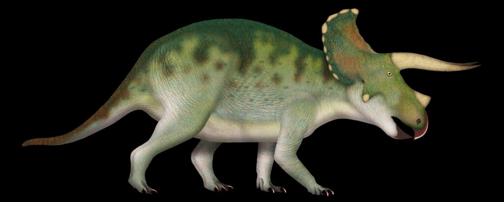 Triceratops