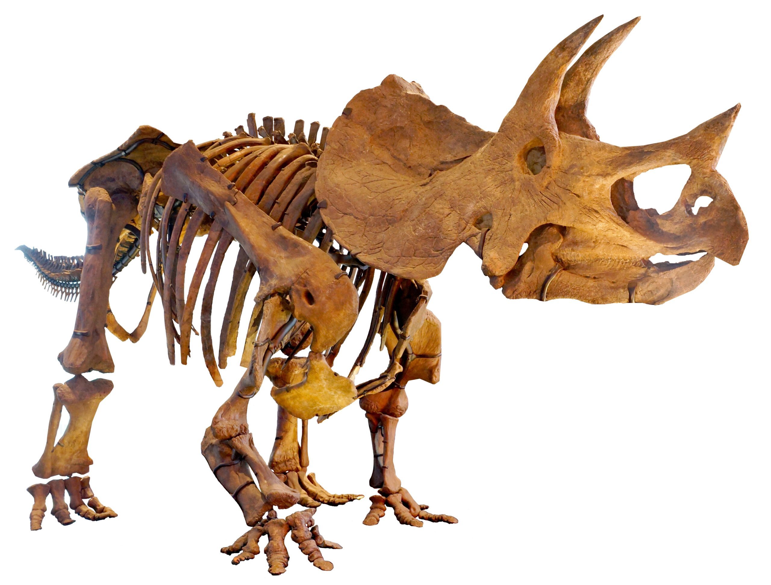 Esqueleto de Triceratops en museo