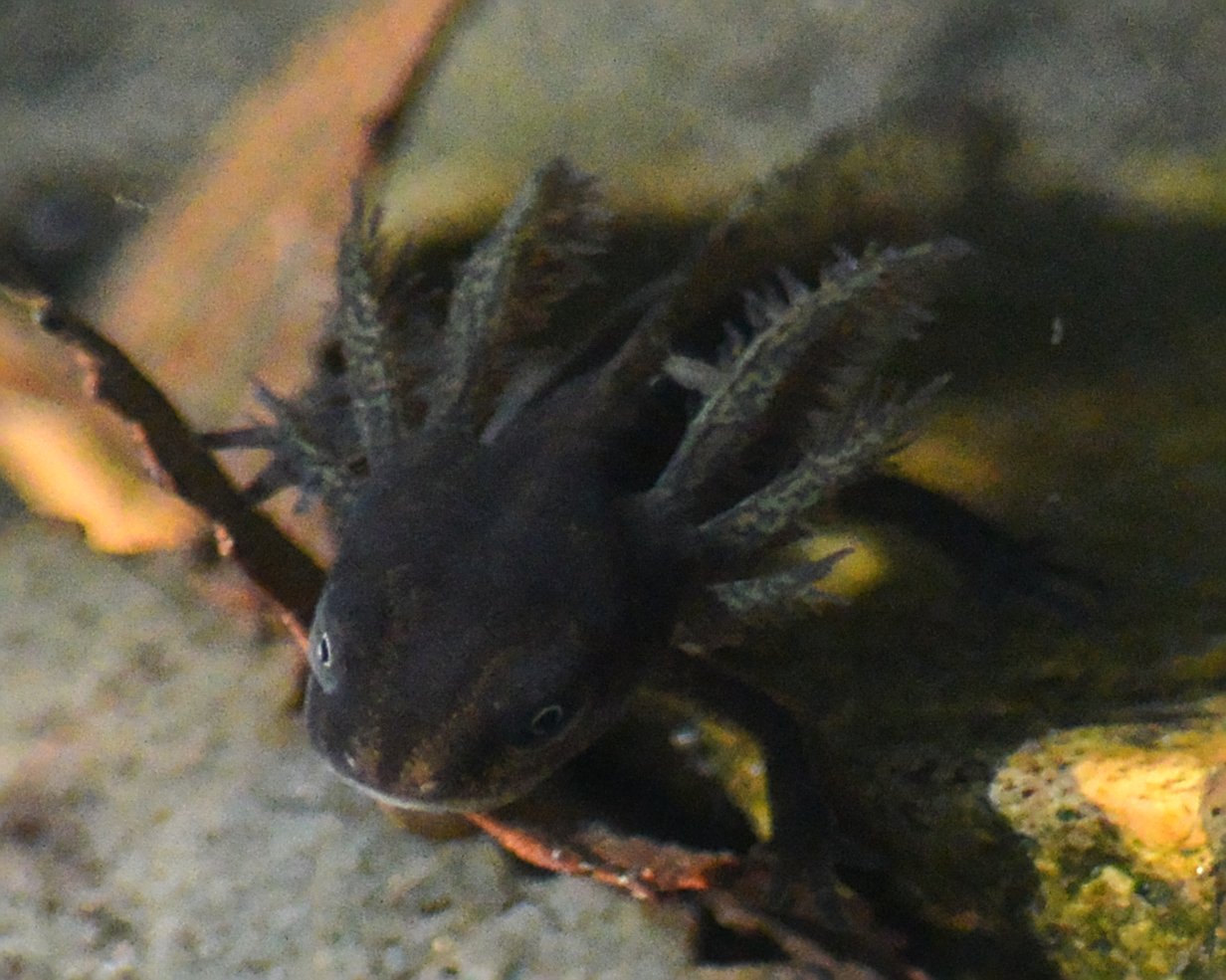 Tritón crestado (Triturus cristatus)