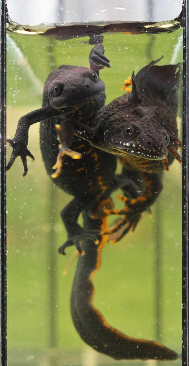 Tritón crestado