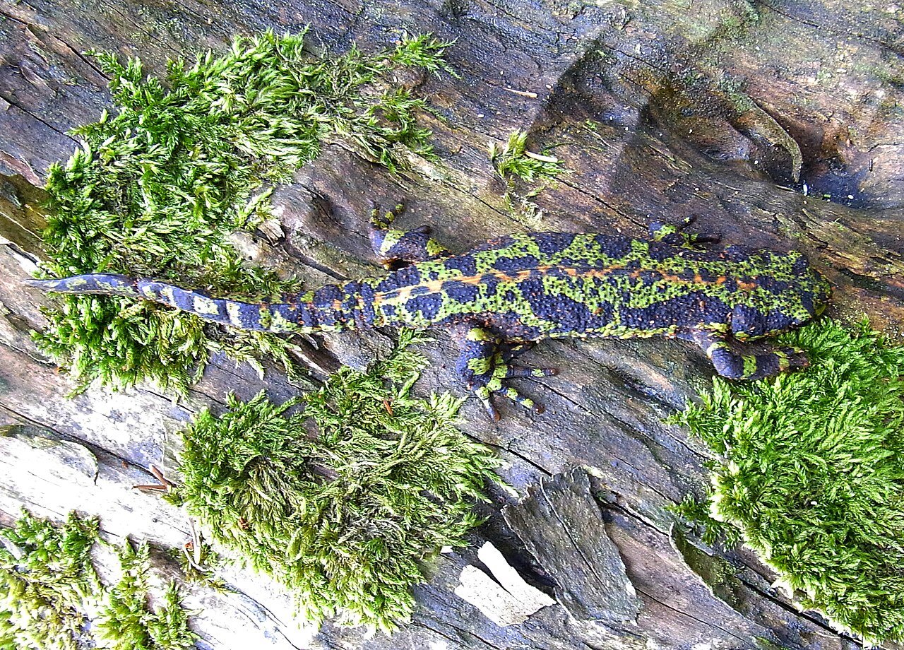 Tritón jaspeado (Triturus marmoratus)