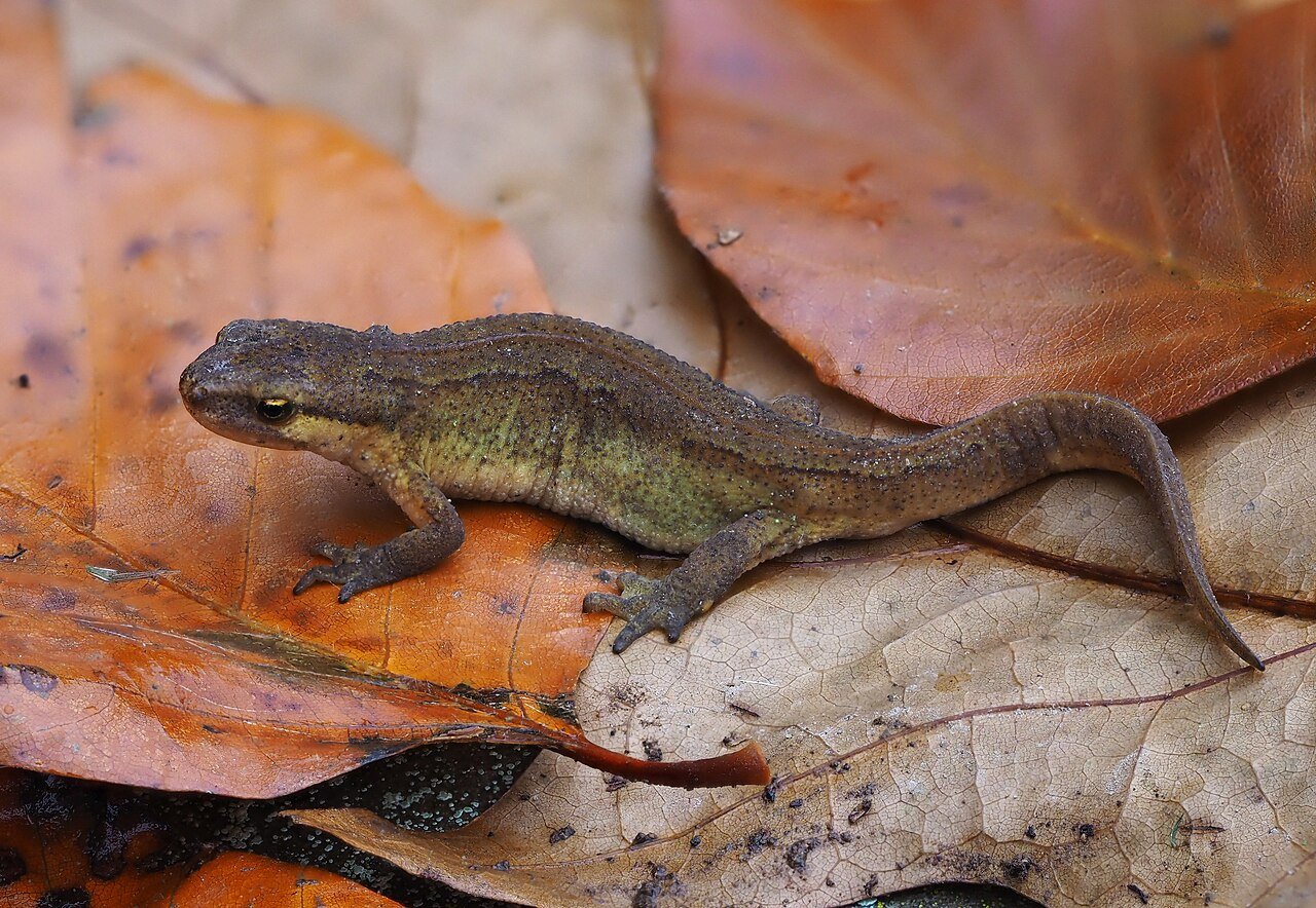 Tritón palmeado (Lissotriton helveticus)
