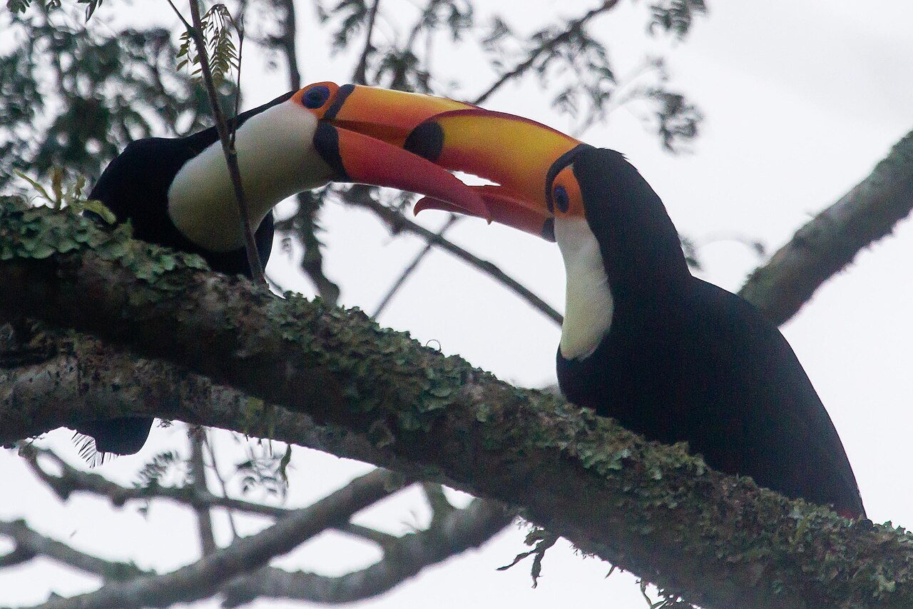 Tucán (Ramphastos toco)