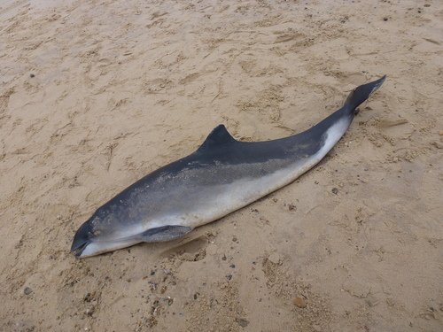 Vaquita marina nadando en el Golfo de California