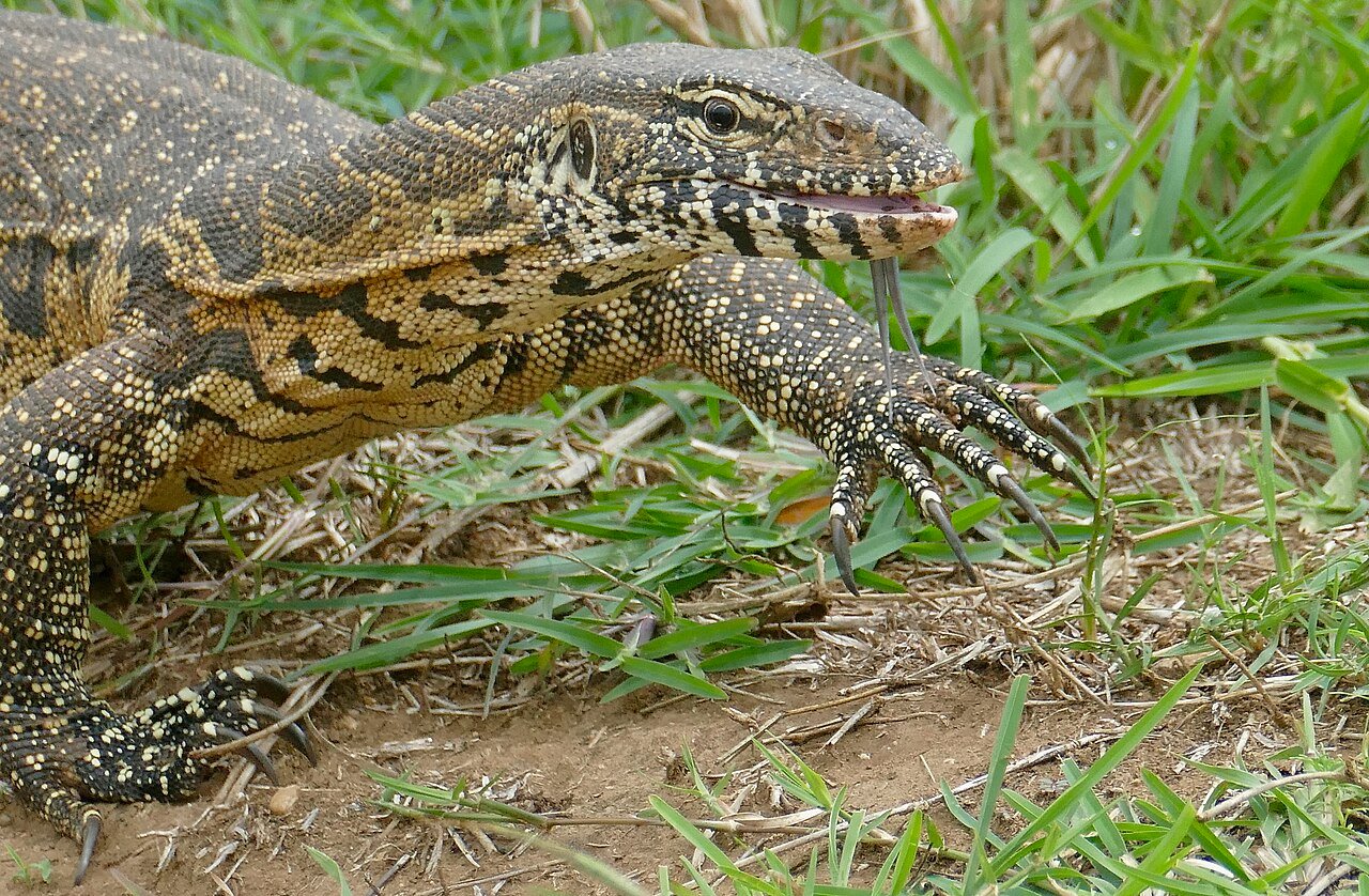 Varano del Nilo (Varanus niloticus)