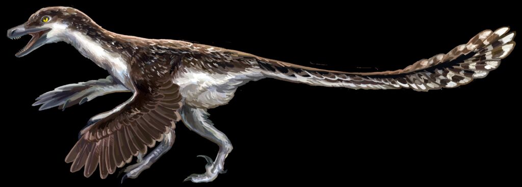 Velociraptor