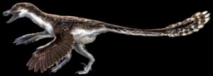 Velociraptor