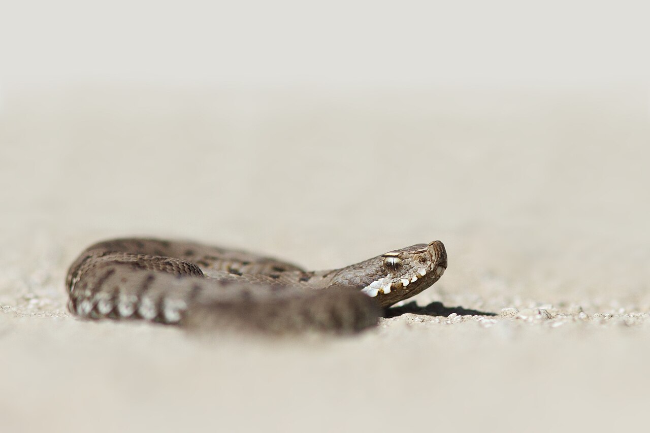 Víbora áspid (Vipera aspis)