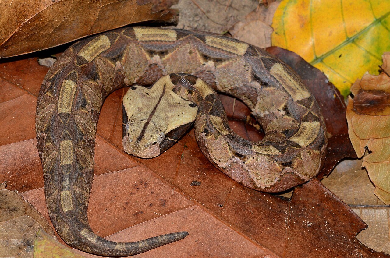 Víbora de Gabón (Bitis gabonica)
