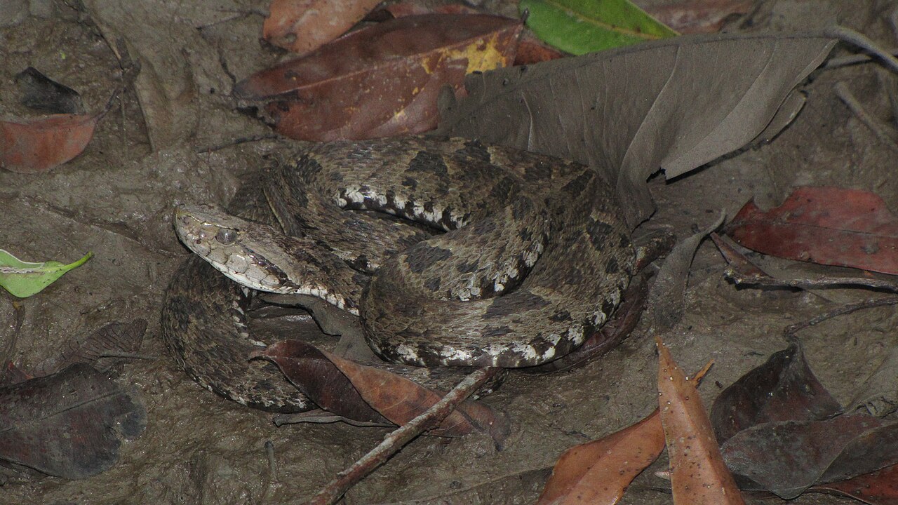 Víbora de terciopelo (Bothrops asper)