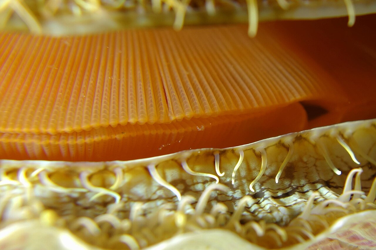 Vieira (Pecten maximus)