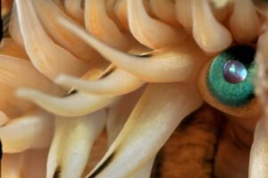 Vieira: el bivalvo que nada, ve con 200 ojos y lleva el camino de Santiago