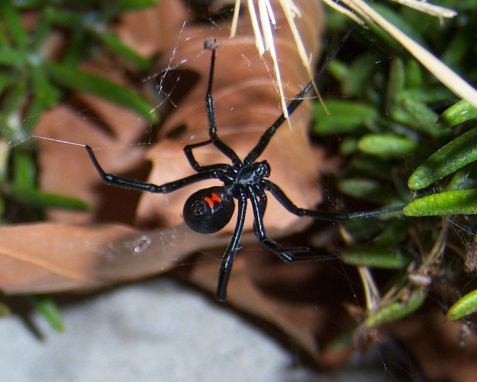 Viuda Negra (Latrodectus)