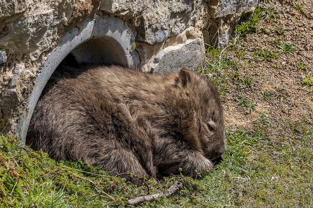 Wombat (Vombatus ursinus)