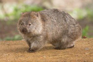 Wombat: características, hábitat y curiosidades