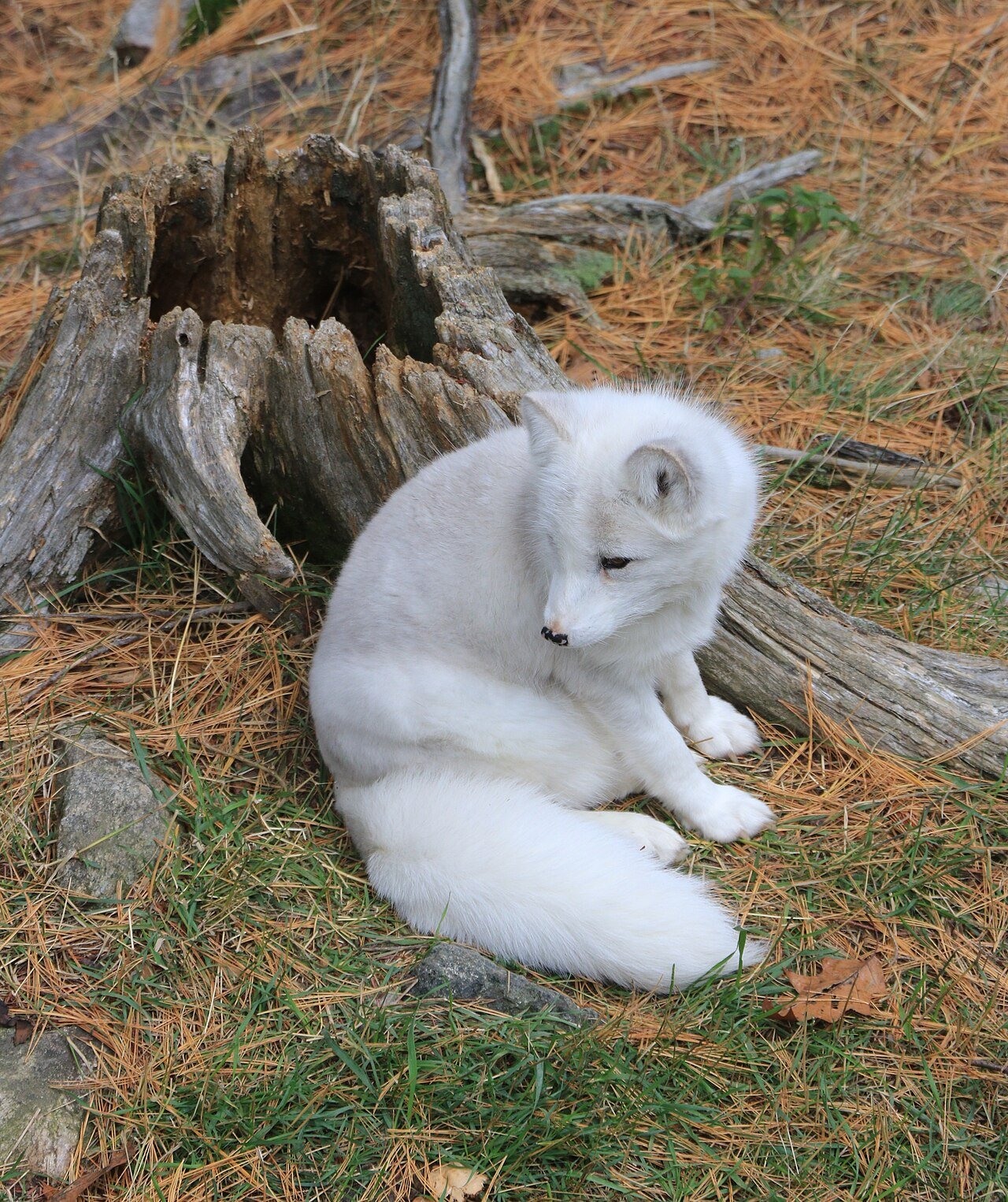 Zorro ártico (Vulpes lagopus)