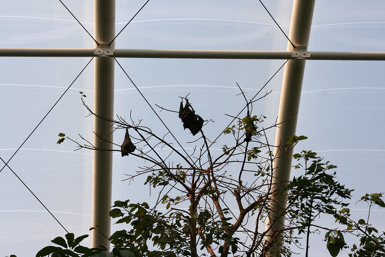 Zorro volador (Pteropus vampyrus)