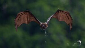 Zorro volador: el murciélago más grande del mundo con envergadura de águila