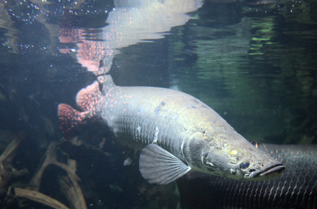 Arapaima o pirarucú (Arapaima gigas)