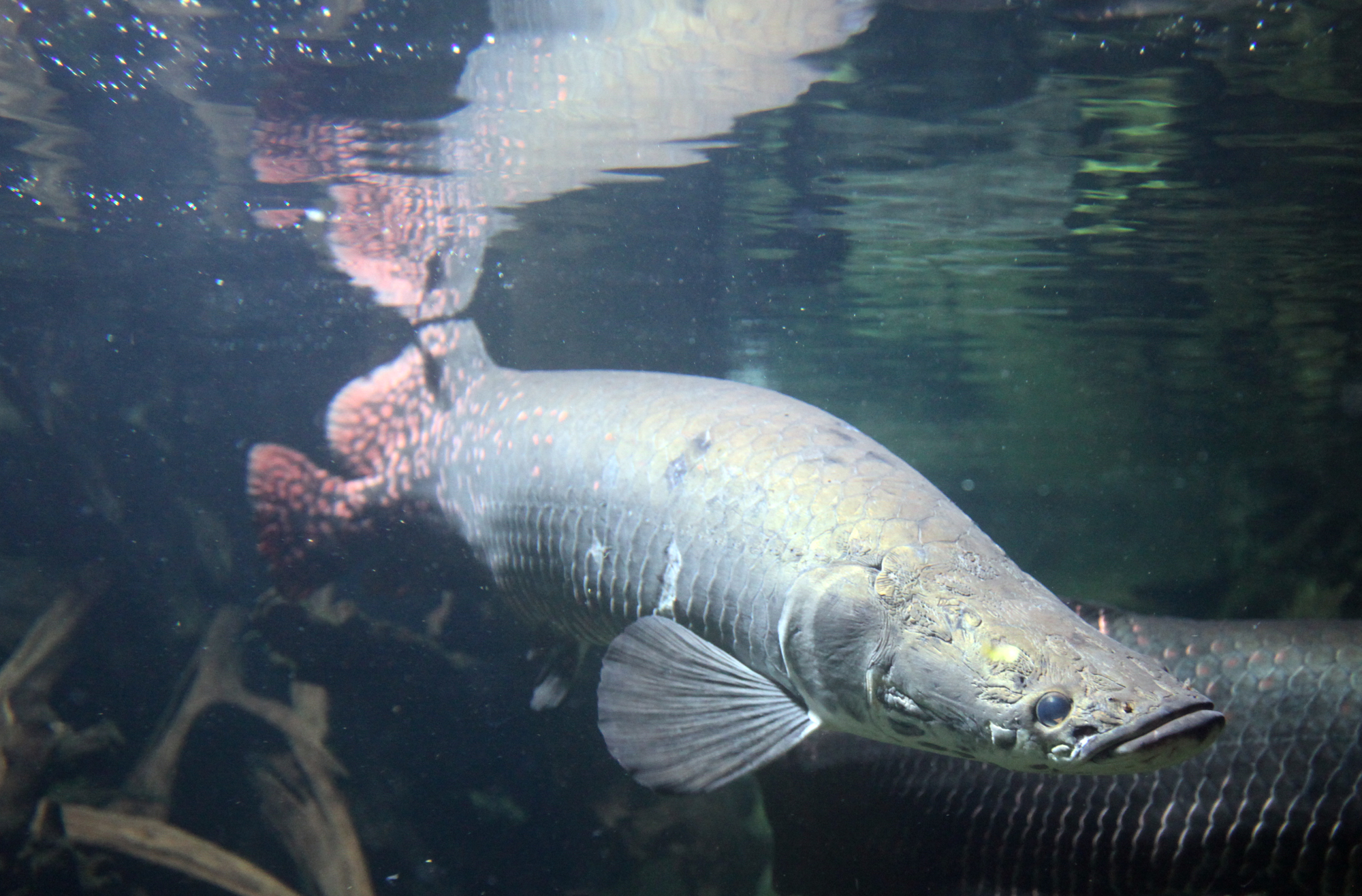 Arapaima pirarucu Arapaima gigas del Amazonas