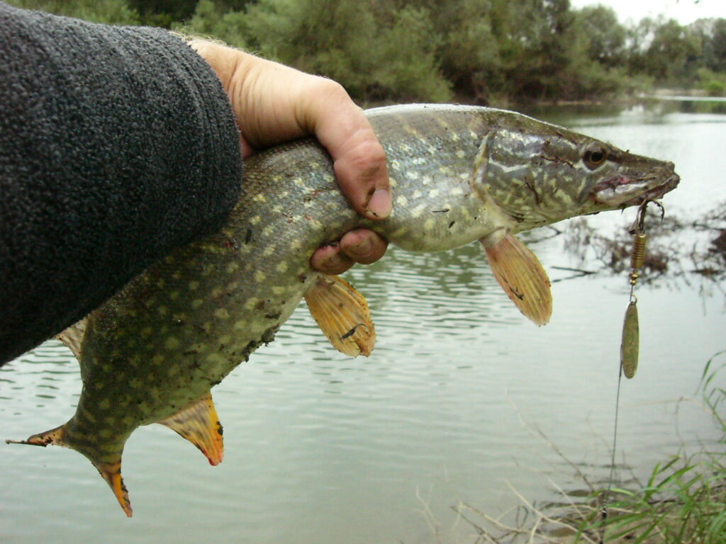 Lucio (Esox lucius)