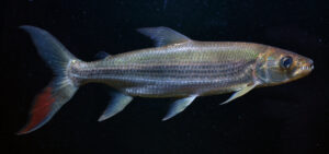 Pez tigre goliat (Hydrocynus goliath)