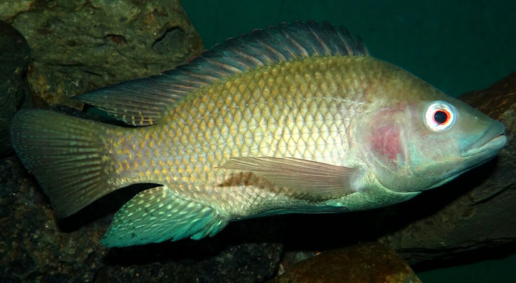 Tilapia (Oreochromis niloticus)