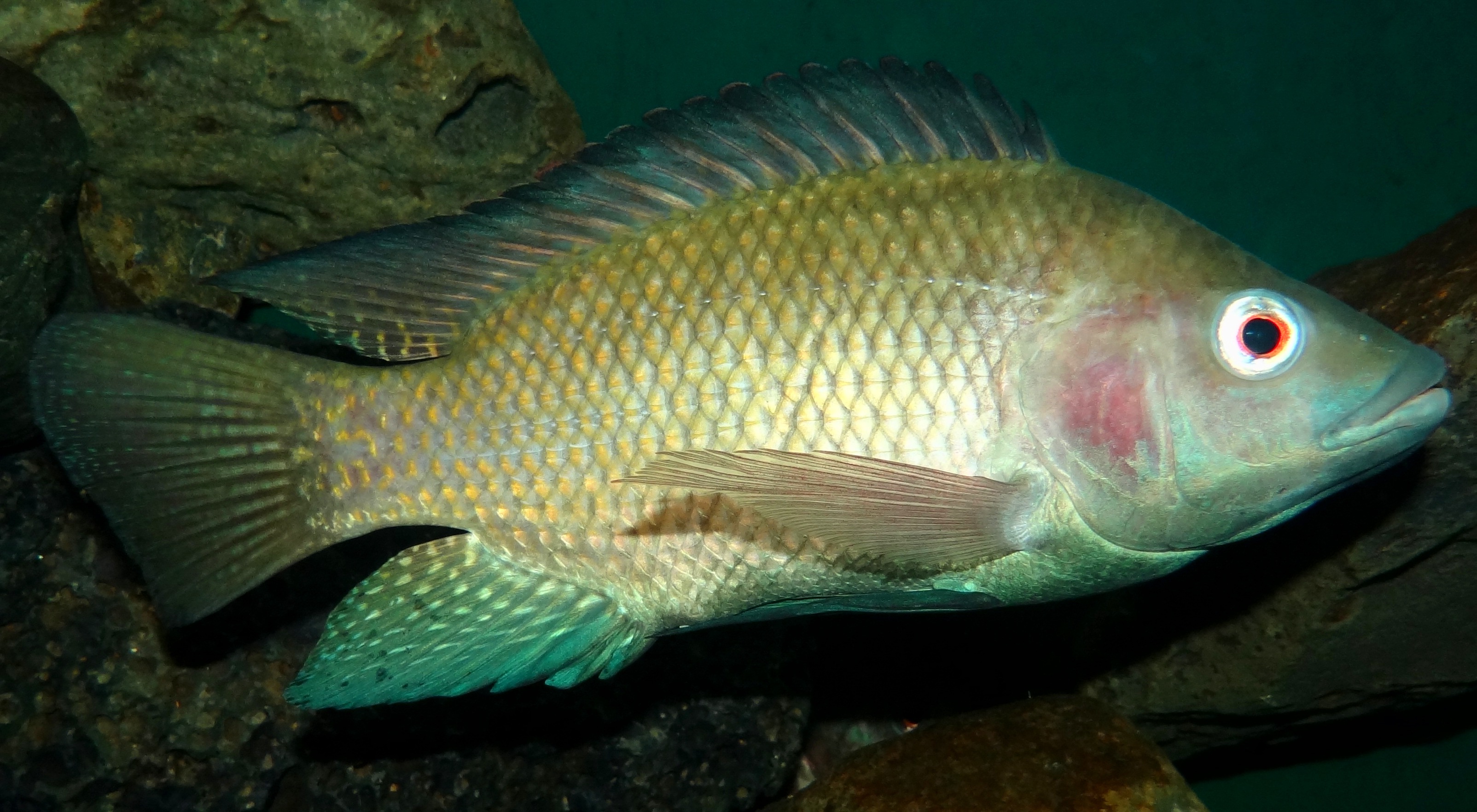 Tilapia del Nilo Oreochromis niloticus en Nairobi