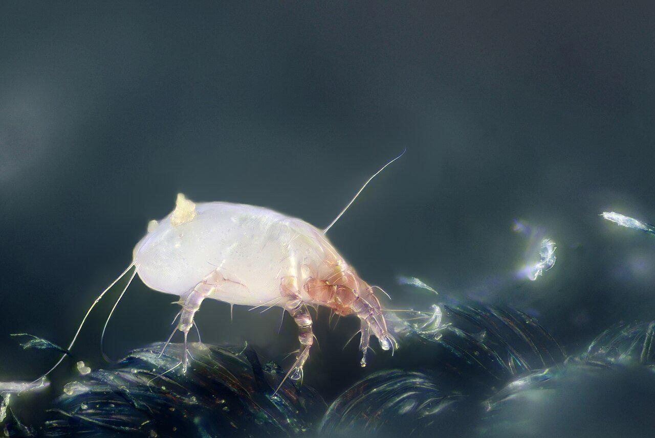 Ácaro del polvo (Dermatophagoides pteronyssinus)