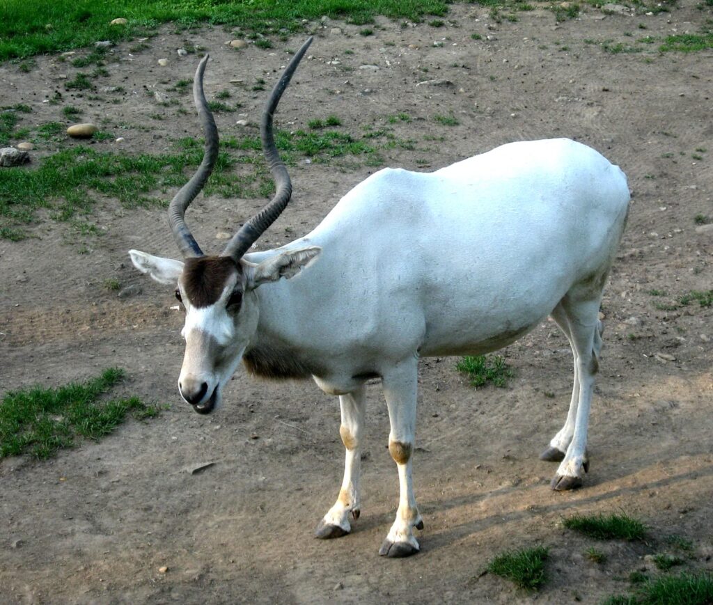 Un addax (Addax nasomaculatus) con sus característicos cuernos en espiral.