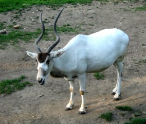 Addax