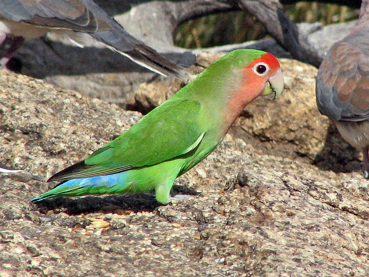 Agapornis (Agapornis roseicollis)