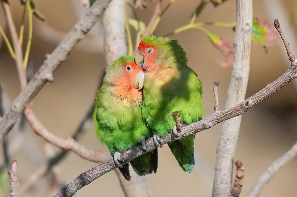 Agapornis