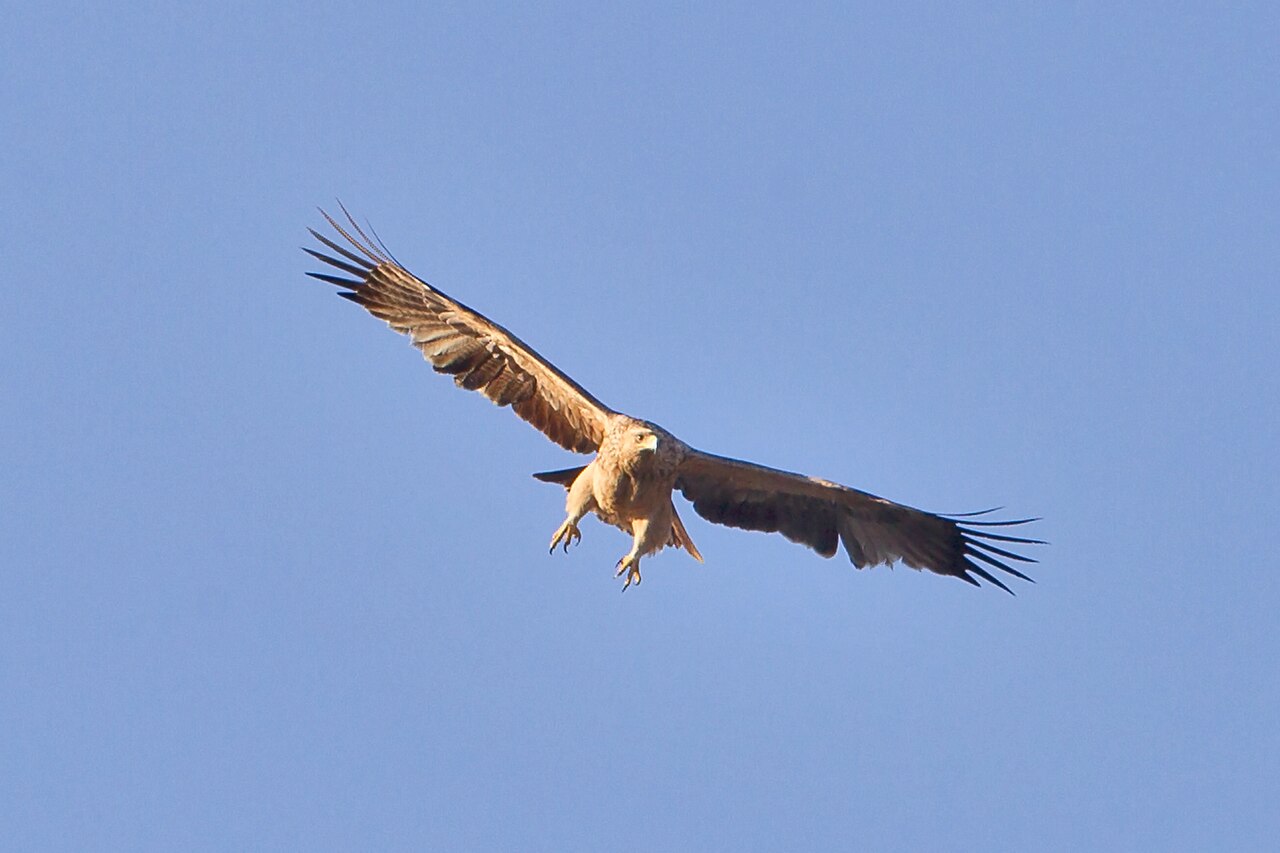 Águila imperial ibérica (Aquila adalberti)