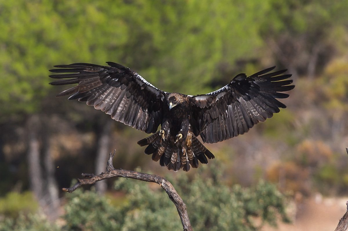 Águila imperial ibérica