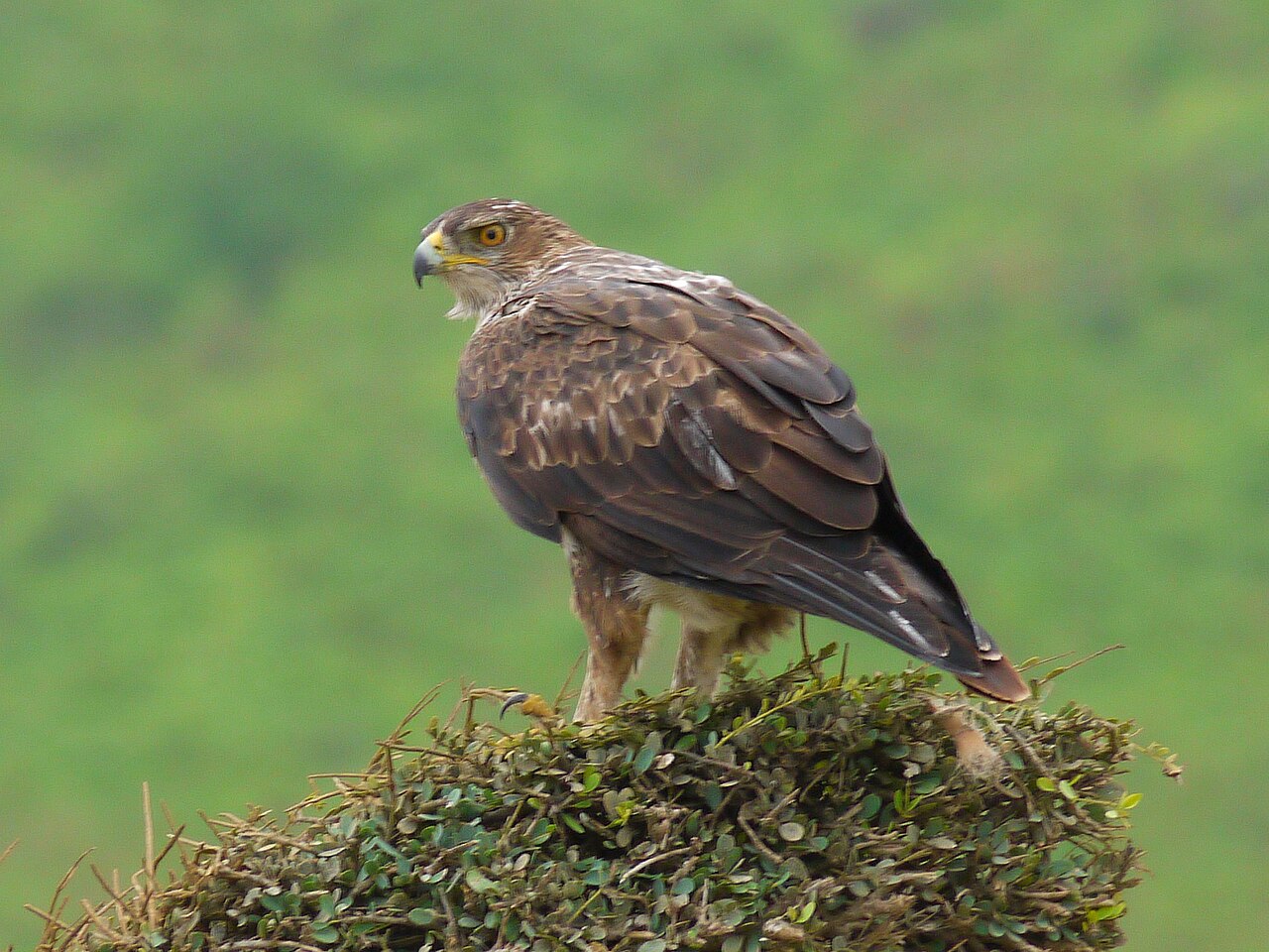 Águila perdicera (Aquila fasciata)