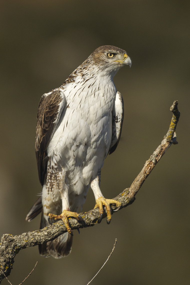 Águila perdicera