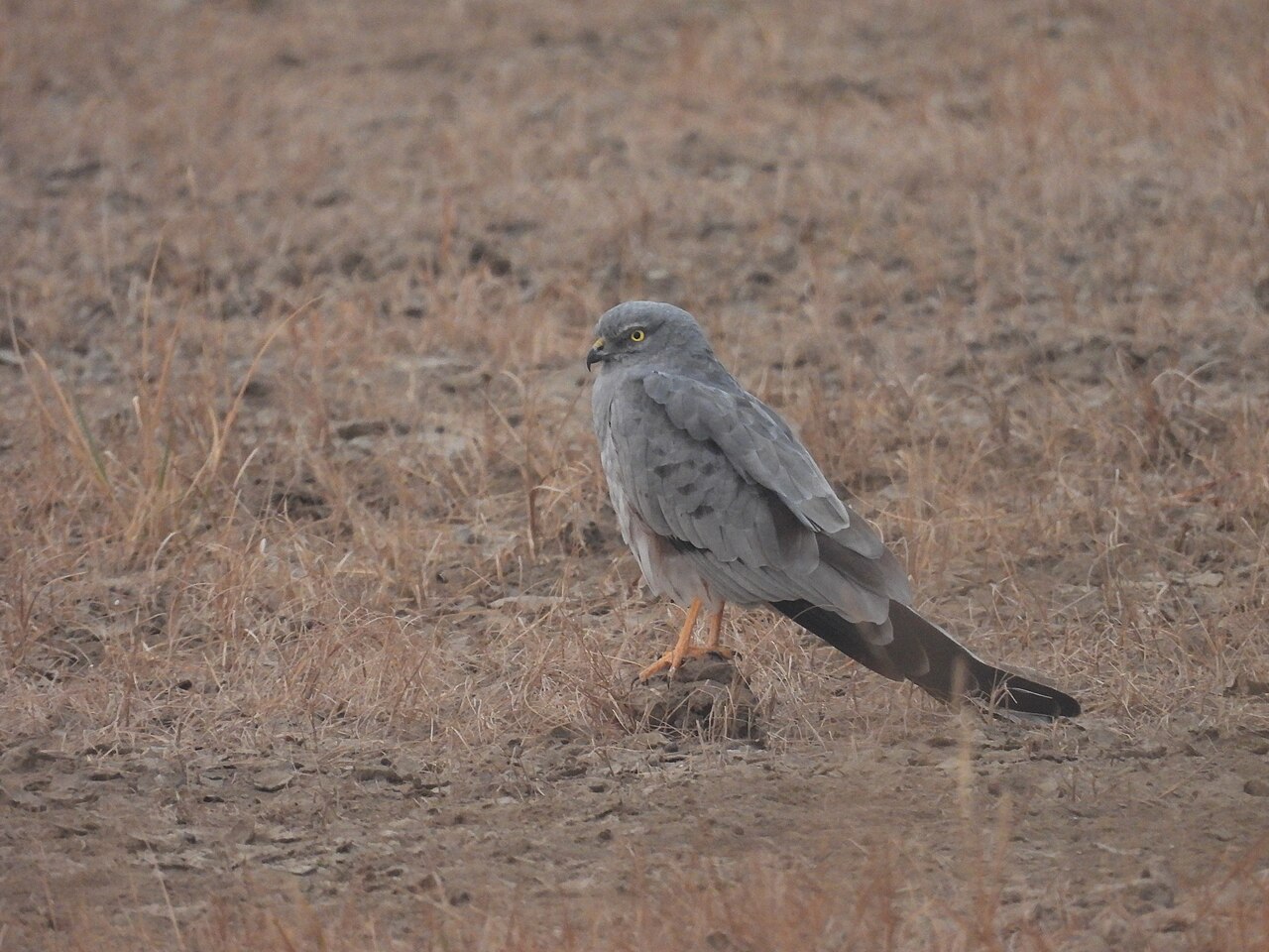 Aguilucho cenizo (Circus pygargus)