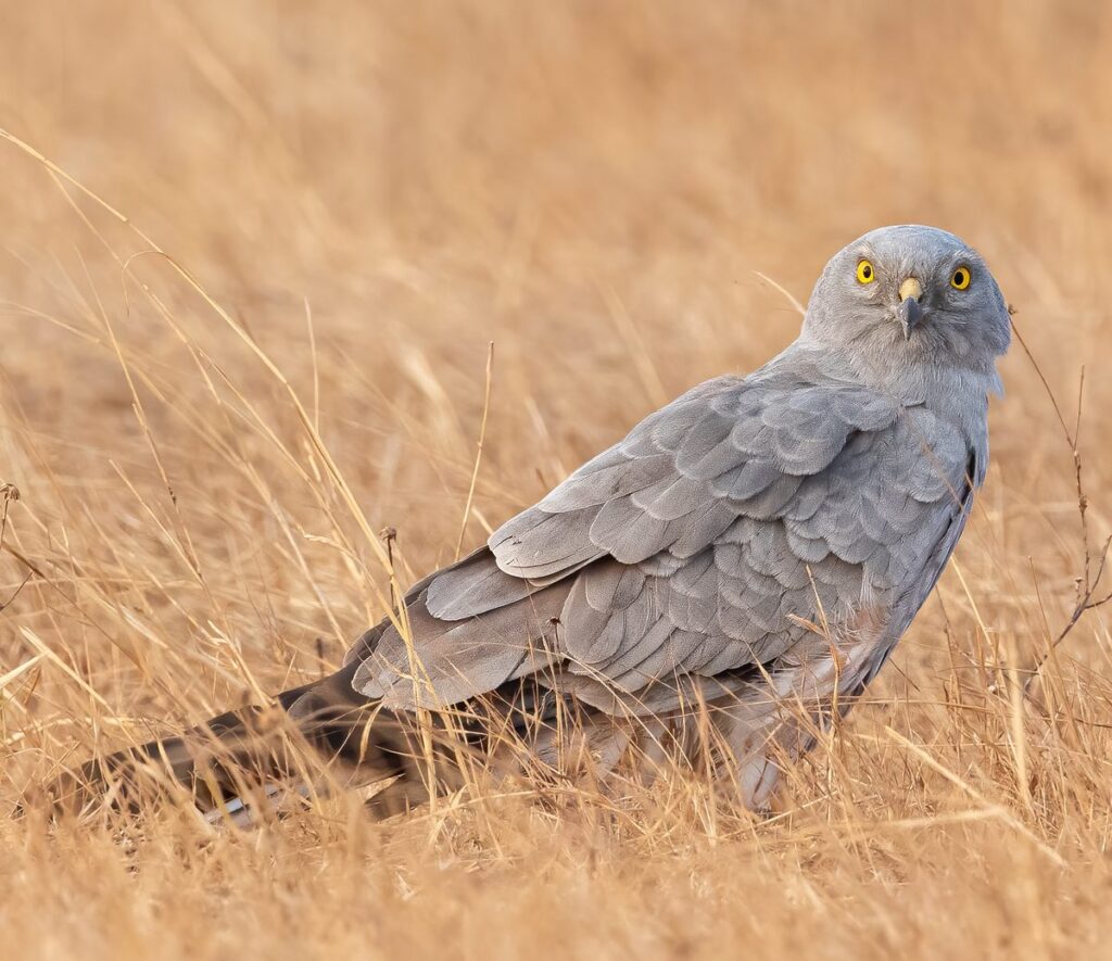 Aguilucho cenizo (Circus pygargus)