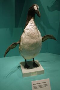 Alca gigante: el pingüino del Atlántico extinto en 1844