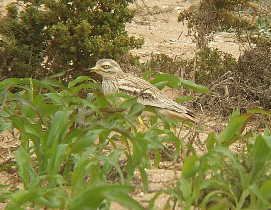 Alcaraván común (Burhinus oedicnemus)