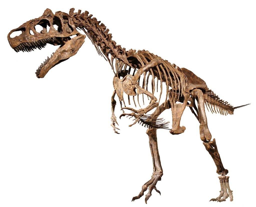 Allosaurus fragilis esqueleto